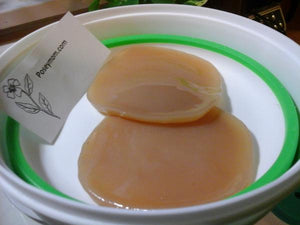 Probiotic Duo
