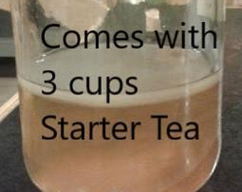 Poseymom  Kombucha scoby with 3 cups starter tea